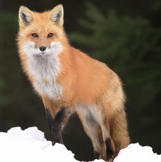 Fox-Human Hybrid